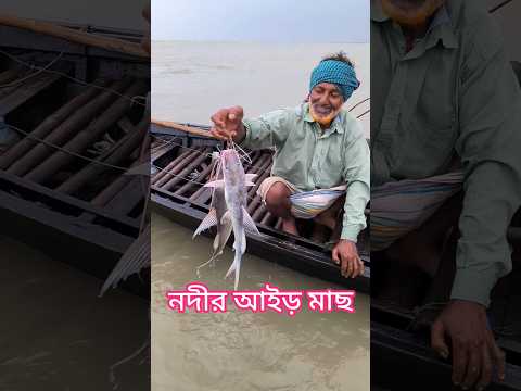 নদীর সুস্বাদু আইর মাছ