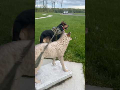 This dog missed the surprise😂 #funny #comedy  #dog #park #sashabeana #shorts #shortsfeed #ytshorts