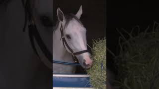 White Abarrio officially retired. What a warrior! Beat Sovereignty and Journalism as a 7yo.