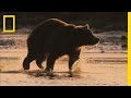 Grizzly Bears: Understanding and Conservation