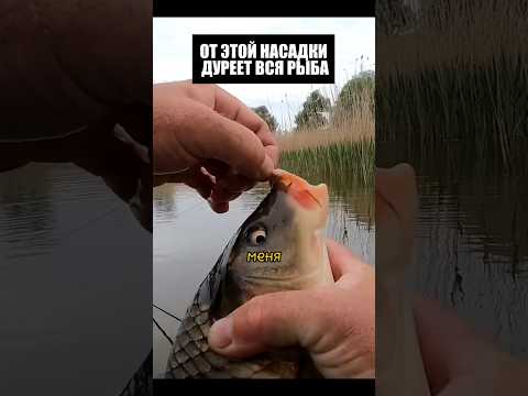 От этой насадки ДУРЕЕТ ВСЯ РЫБА! #рыбалка #шортс