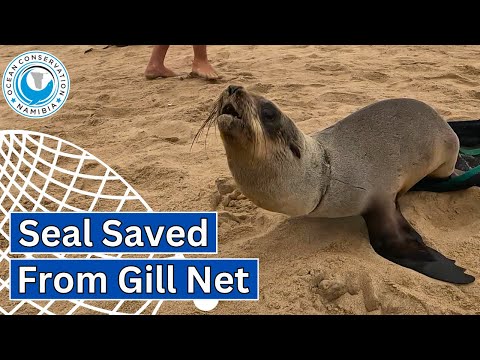 Seal Saved From Gill Net