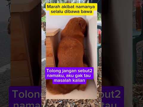 Marah akibat namanya yang slalu disebut2 #funny #ngkak #fyp DNR MINSEL CHANEL