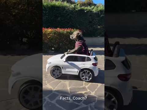 A Man Rescued a Pitbull β€οΈπΆ