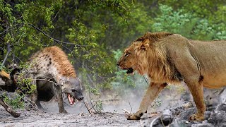 Amazing Moments Of Wild Animals 2025 - Epic Animals Fights Caught On Camera