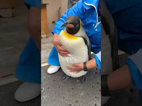 Why You Should Never Touch Penguins in Antarctica 🐧❄️.