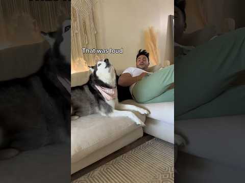 Farting Prank On My Talking Husky! (SHE GOT MAD)          #husky #dog #shorts #funnyvideo