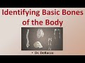 Human Skeletal System Concepts
