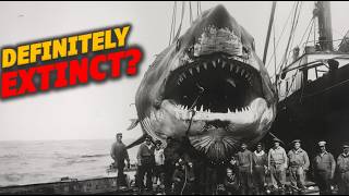 All Recent Megalodon Sightings: The Complete Documentary on Meg Extinction