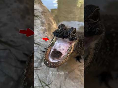 World's Most Beautiful Crocodile 😭