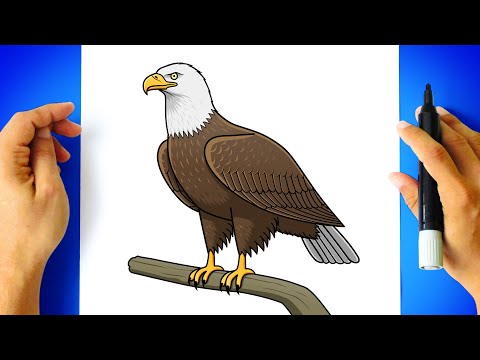 How to DRAW a BALD EAGLE Full Body