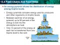 Exploring Food Chains and Webs