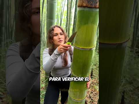 Esto Te Salvará En La Jungla 😱
