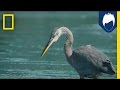 Bertie Gregory's Wildlife Adventure Series