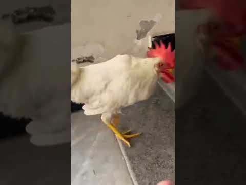 Murgha bht harami hai #foryou #shortsfeed #viralshorts #funny #funnyshorts