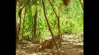 #funnyvideo monkey & tiger cubs #viral