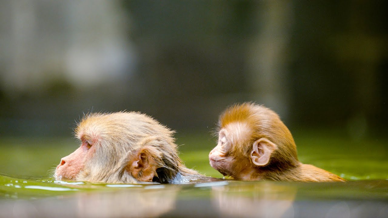 Spend Some Time With The Sacred Monkeys Of Nepal VR 360 Primates BBC Earth