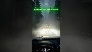 A Deer Blocked the Road… The Reason Was Heartbreaking #animalrescue #wildliferescue