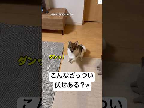 雑な伏せをする犬😂 #ポメ柴 #犬 #面白い #犬のいる暮らし #かわいい