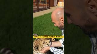 История Гепарда Герды #животные