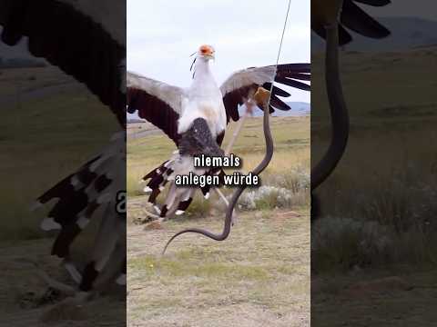 Der Kobra Kickende Killervogel