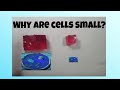 Understanding Cell Efficiency and Diffusion