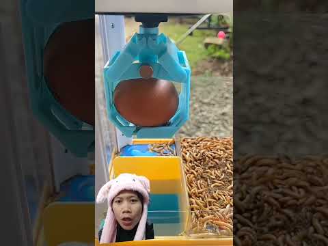 CAPIT BALLERINA CAPPUCCINA #cute #animals #baby #funny #dubscp #dubbing #anomali