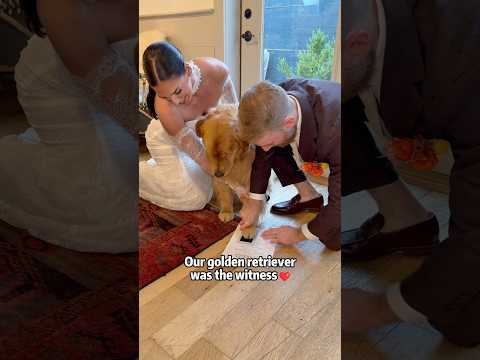 Our golden retriever witnessed our forever #dog #goldenretriever #wedding #love #fyp