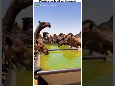 Pouring  crude oil on a camel//#camels #msdsurvey #shorts