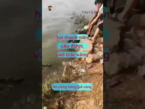 Câu Cá Câu Được Và Li Vàng #fishing #amazing #cauca365 #short
