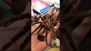 lucky sound circles of life! #bugs #insect #animals #chance #nacfamily #rock_n_insectes