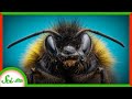 Bumblebee Learning and Foraging Behaviors
