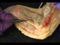 Chicken Wing Dissection Concepts