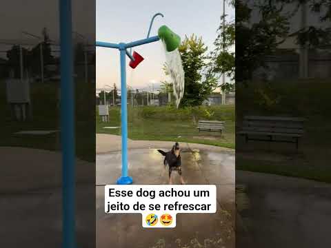 cachorro fica debaixo parque aquático pra se refrescar 🤣🤣#notícias