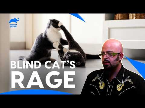 Deaf, Blind Cat Attacks Family Members Who Comes Near | My Cat From Hell | Animal planet