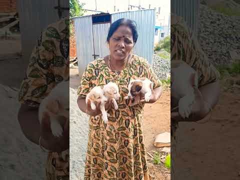 நாங்க என்னதான் பண்ணுவோம்? #helpstraydogs #protectstraydogs