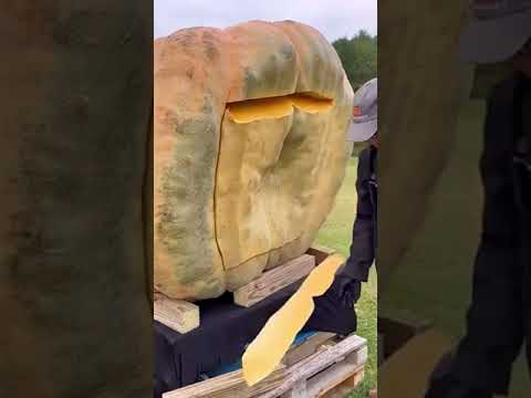 Böyle kabak görmediniz