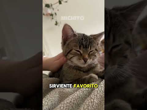 6 razones por las que tu gato ama dormir contigo