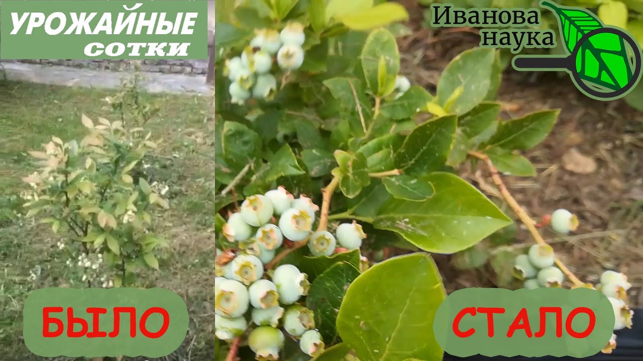 Обязательно сделайте так для большого урожая ягод!