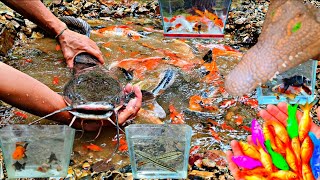 Catching monster catfish, koi fish, ornamental fish, betta fish, glofish, snakehead fish, turtles