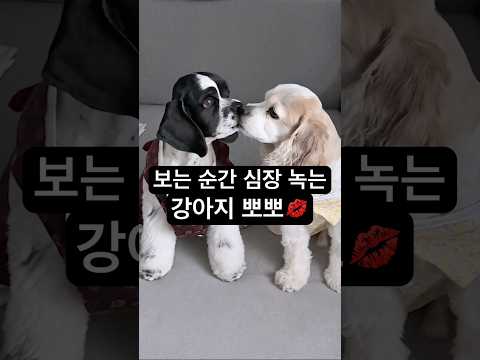 보는 순간 사랑스러워서 심장어택 당하는 강아지 뽀뽀 #강아지뽀뽀 #Veo3 #puppykiss