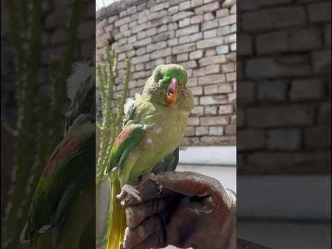 Khoobsurat 🦜 #shorts #youtubeshorts #viral #shortvideo