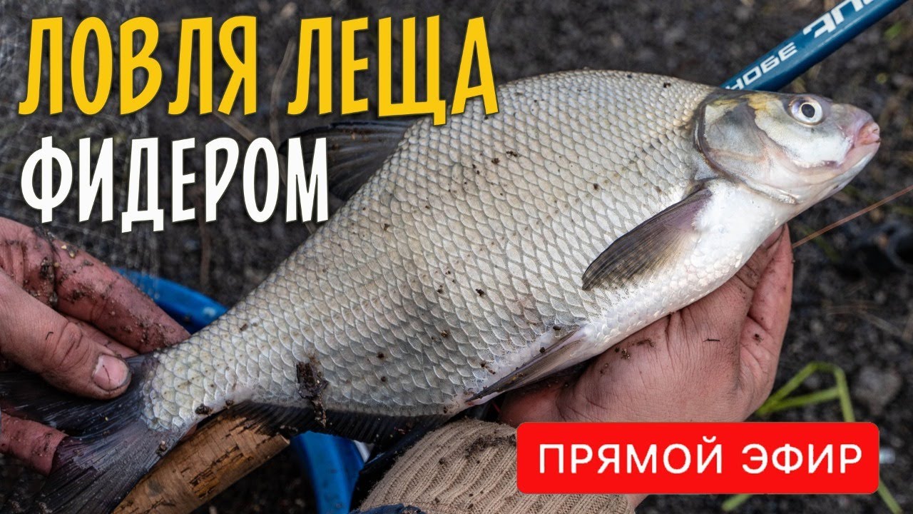 Лещ на фидер летом. Снасти и тактика ловли. Прямой эфир