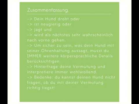 Was will dein Hund sagen, wenn er seine Ohren vorne/oben hat? Körpersprache beobachten und verstehen