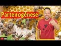 Partenogênese e Reprodução em Abelhas