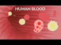 Understanding Blood and Its Components