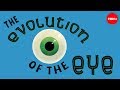 Evolution and Structure of the Human Eye