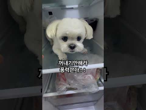 30초 냉장고, 더위많이타는강아지, 다들어떻게하시나요? #에어컨 #쿨매트 #대리석 #전부소환  #더위타는강아지  #뚜뚜빠숑 #뚜뚜 #강아지쇼츠 #쇼츠 #dog #dogshorts