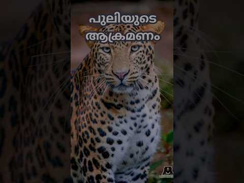 เดชเตเดฒเดฟเดฏเตเดเต เดเดเตเดฐเดฎเดฃเด #leopard #leopard2 #leopardattack #puli #tiger #tigerattitude #tiger3 #tigers #wild