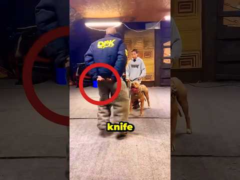 Don't ever mess with a military trained dog 🤕